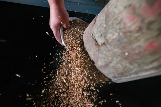 Россия стала главным поставщиком зерна в страну НАТО