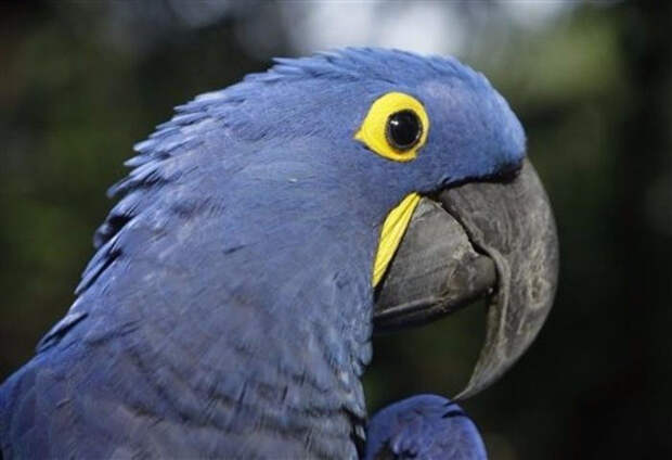 Birds_7 (700x479, 185Kb)