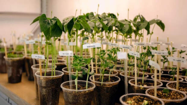 Крымское предприятие разработало биопрепараты для восстановления почвы и повышения урожайности сои