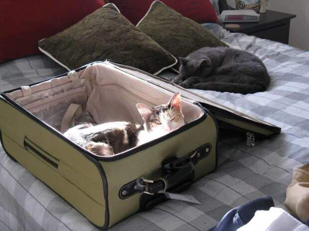 2. "Вылезать даже не собираюсь" кот, отпуск, собака, чемодан