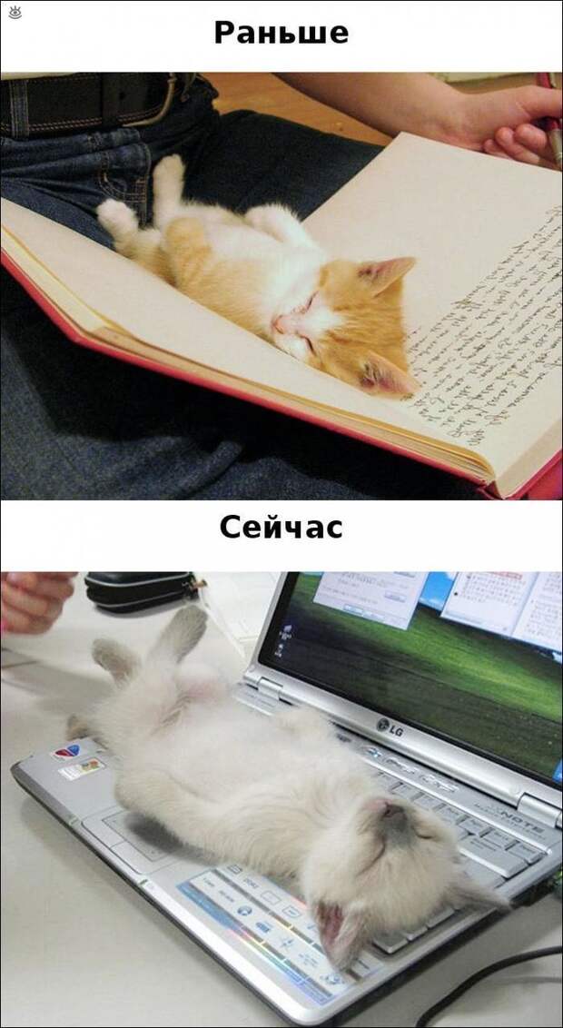 Кошки против современных технологий 2