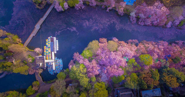 Цветущие вишни, растущие вдоль берега реки. Фото: Danilo Dungo.
