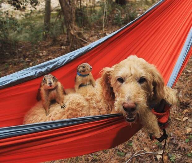 Знакомьтесь, Бинг и Сварли - самые очаровательные луговые собачки в Инстаграме животные, луговые собачки