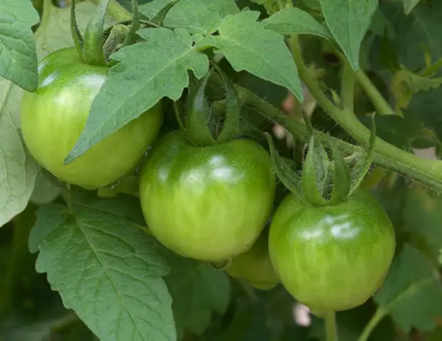 Грунтовые томаты обильно плодоносят