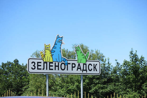 Зеленоградск - город котов и кошек