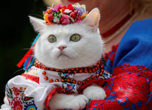 Фотографии животных разных стран