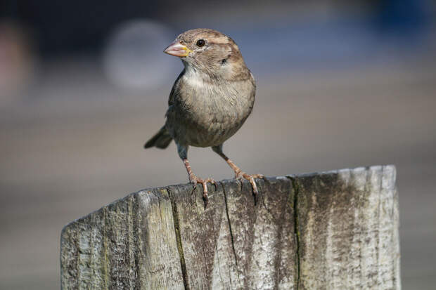 В Петербурге мужчина выстрелил из арбалета по птицам, но попал в детсад