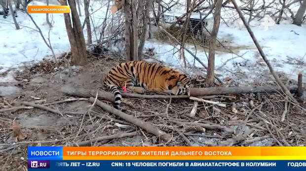 "Тут же находиться страшно": тигры держат в страхе жителей Приморья