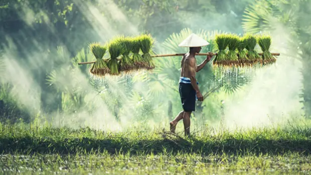 Взаимовыручка по-китайски. Как промышленные гиганты помогают бедным фермерам