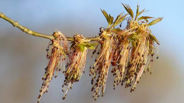 В России могут приравнять американский клен к борщевику.