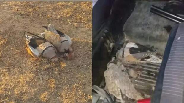 Позарился на двух чернобрюхих рябков