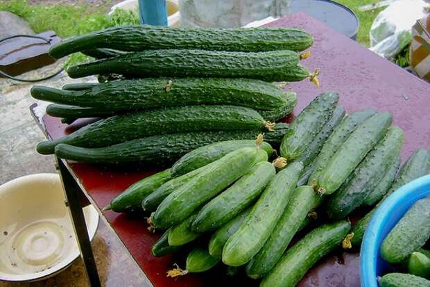 Овощи и алкоголь скакнули в цене в январе-2026 в Новосибирске