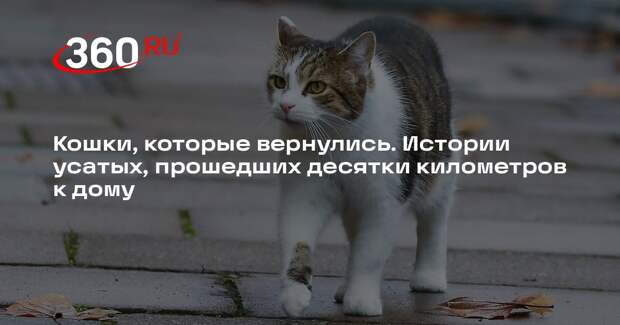 Зоопсихолог Малькова: внутренний компас есть не у всех кошек