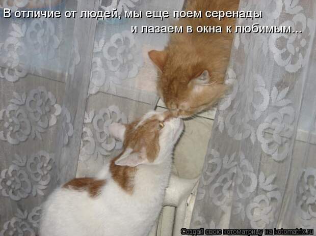 Котоматрица: В отличие от людей, мы еще поем серенады  и лазаем в окна к любимым...