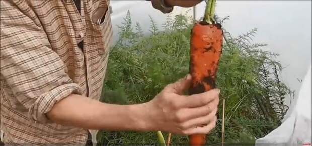 Уникальный способ вырастить длинную и сочную морковь