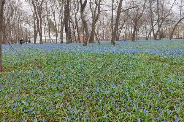 Голубая сказка в усадьбе Строгановых: в Знаменке расцвело море "подснежников"
