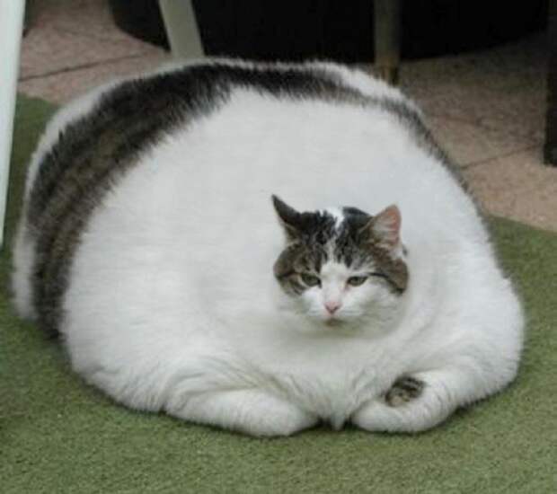 Разоблачаем! Самый толстый кот в мире