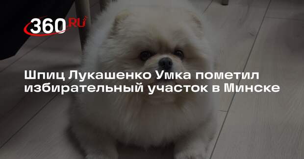 Mash: собака Лукашенко по кличке Умка пометила угол избирательного участка