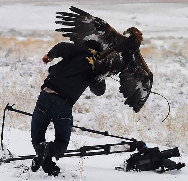 Фотограф отбивается от орла