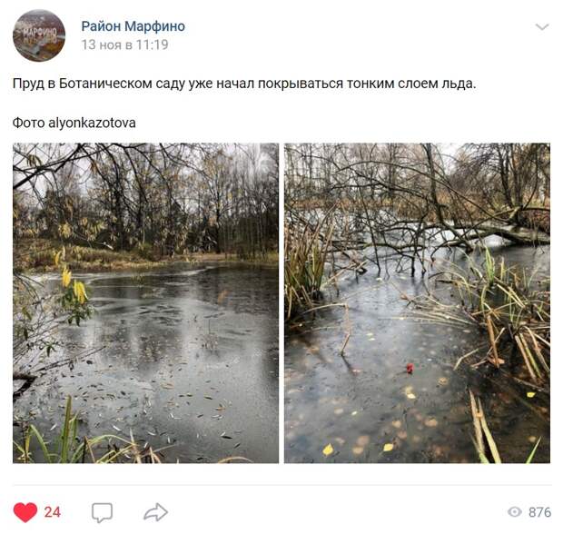 Пруд в Главном ботаническом саду покрылся льдом