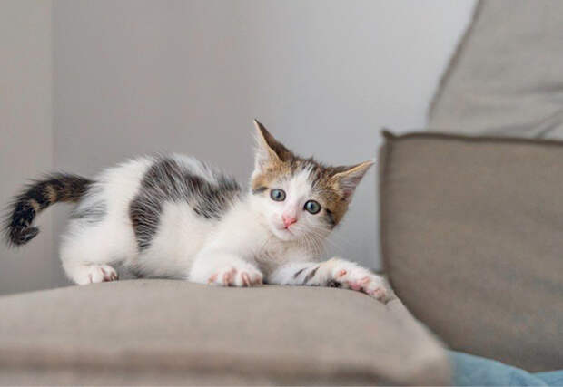 Ночные забеги, укусы и «ненависть»: как понять непредсказуемое поведение кошки