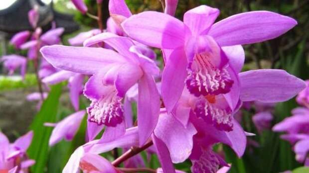 Помимо всем известных лилий, тюльпанов и гладиолусов, есть ещё немало луковичных растений, которые высаживают весной