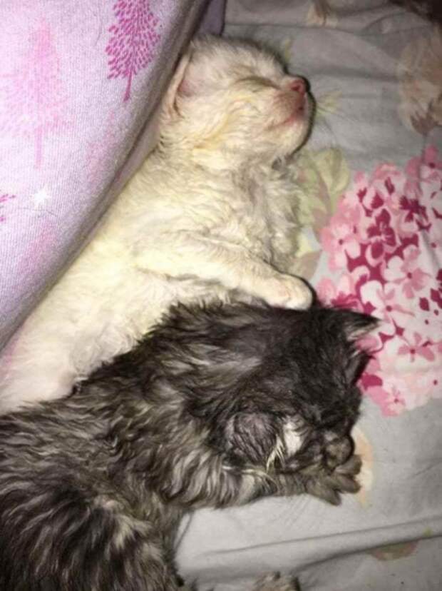 Котята как могли, оберегали свою больную сестренку. Вскоре у них появилась необычная мама