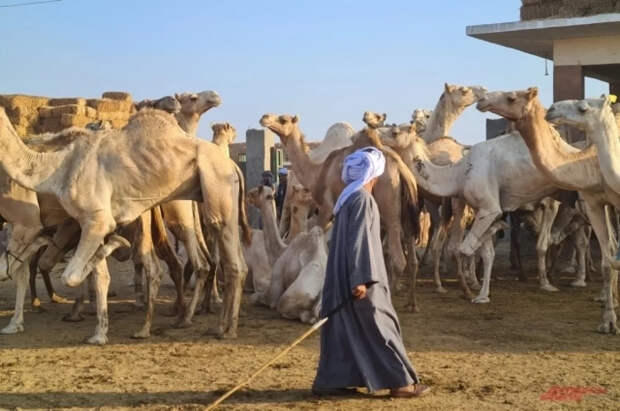 Власти Саудовской Аравии ввели паспорта для верблюдов