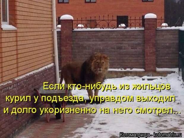 Лучшая котоматрица за неделю (32 фото)