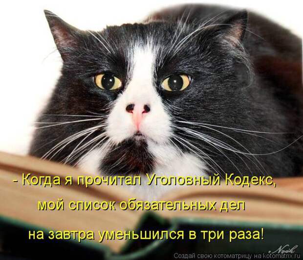 Стих про вредного кота кот, стих, юмор