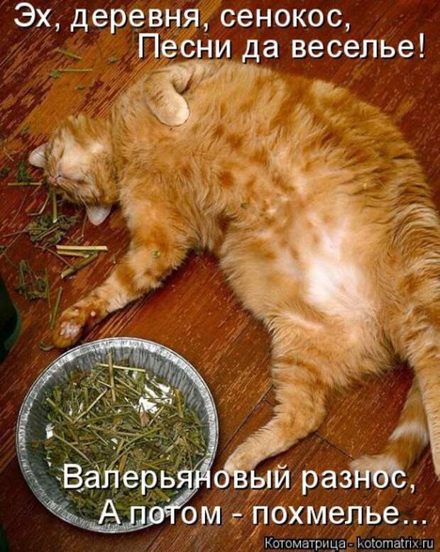 Отличная котоматрица на Бугаге (35 фото)