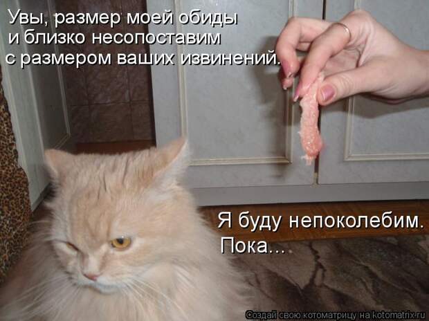 Котоматрица: Увы, размер моей обиды и близко несопоставим с размером ваших извинений. Я буду непоколебим. Пока...
