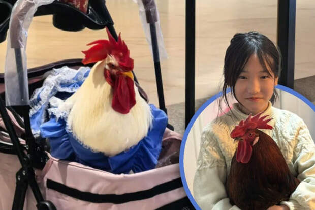 SCMP: китайцы массово заводят кур в качестве питомцев