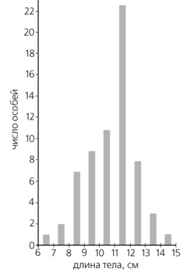 Вариации размеров озерной лягушки из «ручьевой» популяции (1998 г.). Больше всего теперь лягушек, достигающих в длину почти 12 см. 