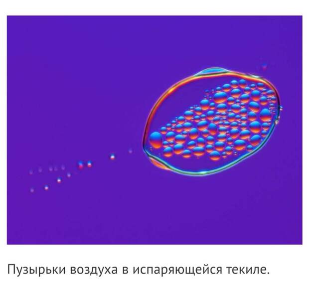 Невероятные фотографии под микроскопом Микроскоп, Макросъемка, Интересное, Длиннопост