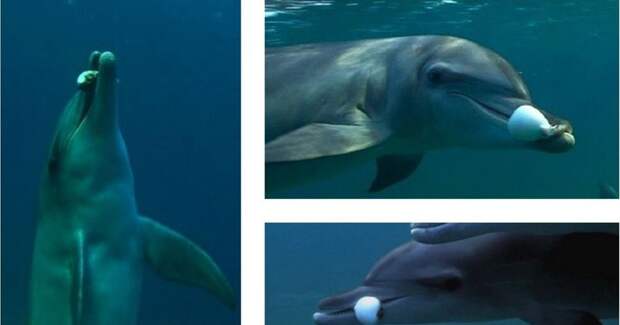 1. Дельфины плавают с рыбой фугу в зубах, как с косяком.  животные, факты