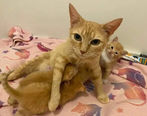 Без кота и жизнь не та