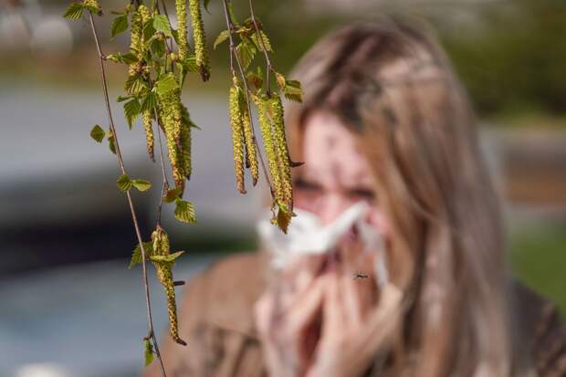 Аллерголог Бессмертный: пик цветения березы в Москве наступит позже обычного