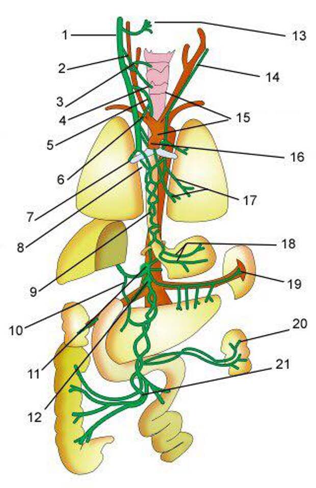 Стэнли блуждающий нерв. Схема блуждающего нерва анатомия. Схема ветвей блуждающего нерва. Блуждающий нерв nervus Vagus. Вагус нерв анатомия схема.