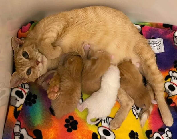 Без кота и жизнь не та