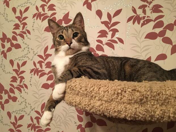 кот отдыхает