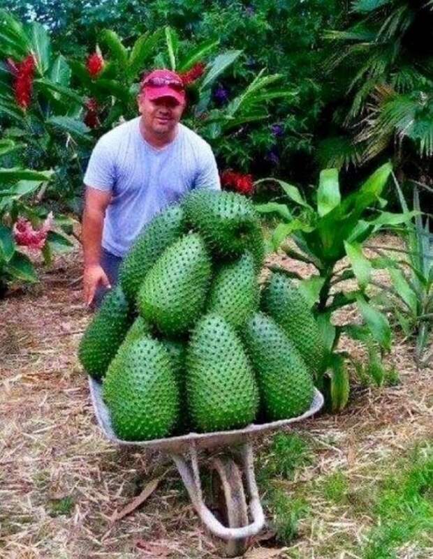 Невероятное плодовое изобилие на фото