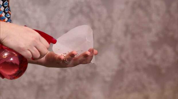 Проращиваем семена в фильтре для кофеварки