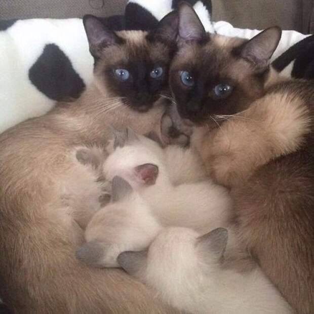 Довольные семейной жизнью кошки с маленькими котятами животные, коты