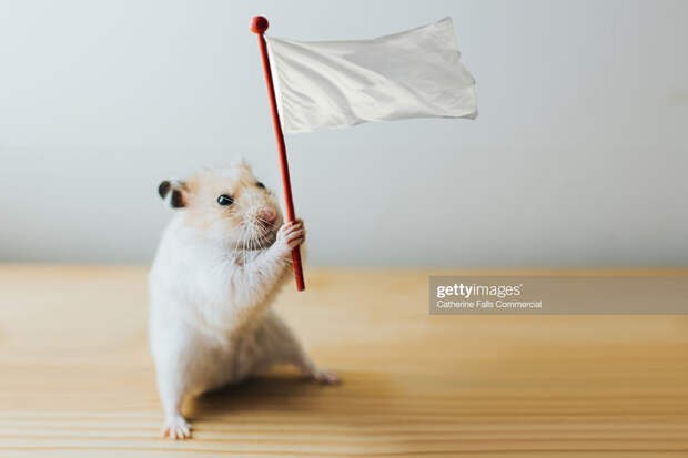 Hamster White Flag