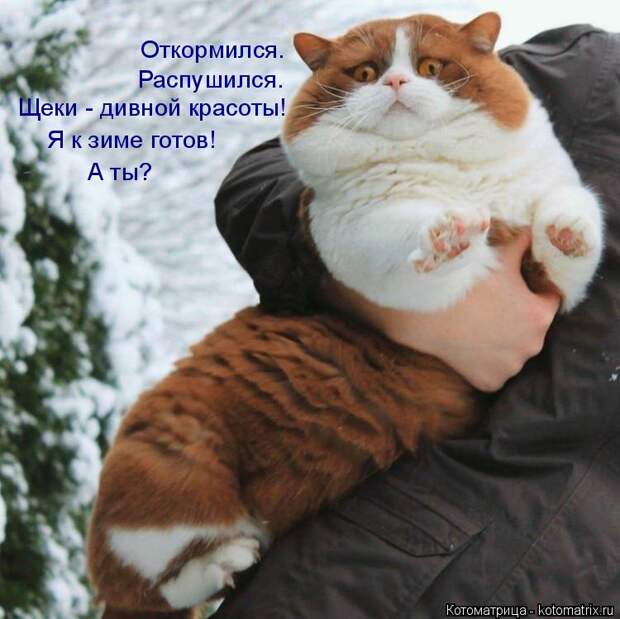 Котоматрица: Распушился. Откормился.  Щеки - дивной красоты! Я к зиме готов! А ты?