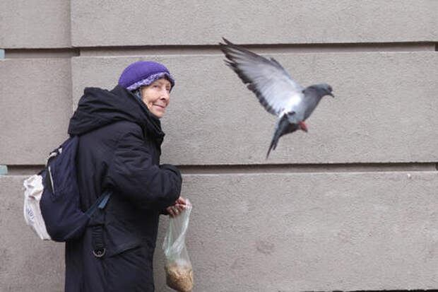 Где нельзя кормить голубей, чтобы не получить штраф до 5000