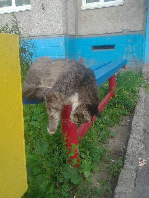 Забавные животные