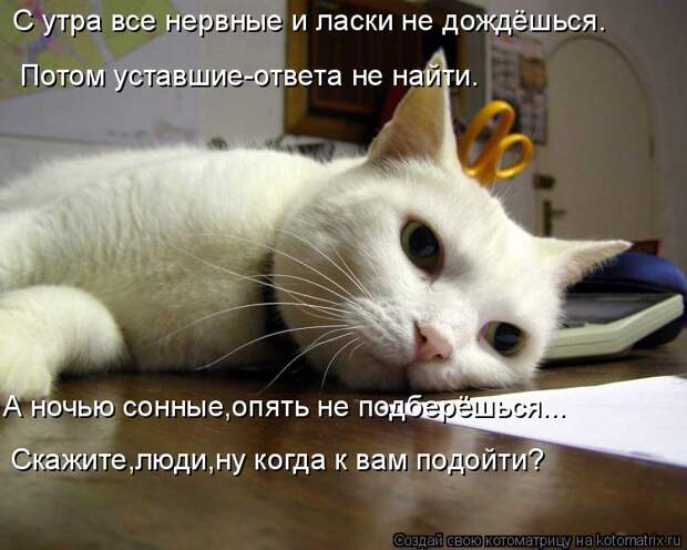 Котоматрица: С утра все нервные и ласки не дождёшься. Потом уставшие-ответа не найти. А ночью сонные,опять не подберёшься... Скажите,люди,ну когда к вам по?