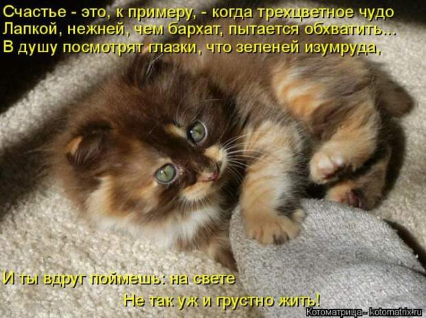 Забавные котоматрицы